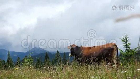 在山上的牧场上放牛视频