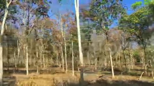 泰国种植园上的橡胶树。 阳光从树枝上照射进来. 高清慢镜头。视频