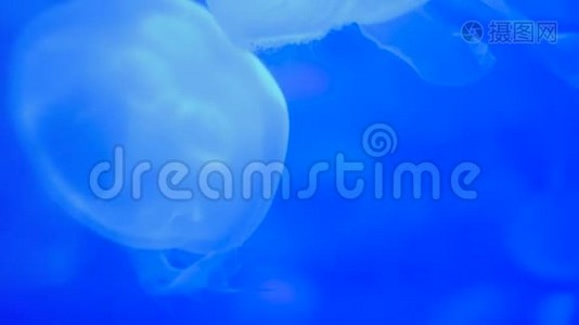 水母在蓝色背景的水中移动视频