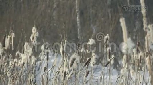 俄罗斯冬季森林里的芦苇视频