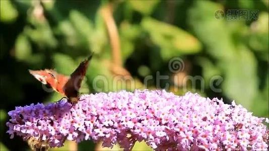 孔雀蝶和蜜蜂在丁香花上采蜜视频