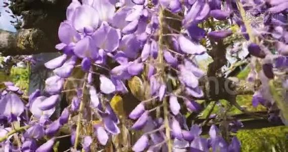 紫藤特写生机勃勃的植物.视频