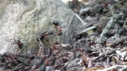 巨大的木匠蚂蚁，蚁群中的蚂蚁工视频