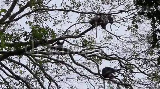 树枝上坐着一只黝黑的猴子视频