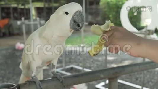大白鹦鹉吃香蕉股票录像视频