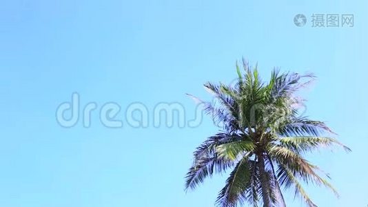 摇曳的棕榈树对着天空视频