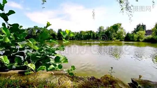 美丽的乡村池塘，天鹅在远处游来游去视频