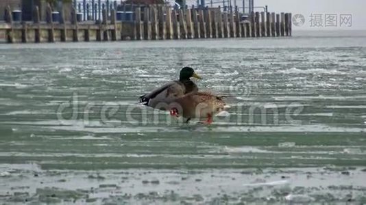 冬天在冰上漫步鸭子视频