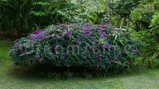 热带花园里的布干维尔视频