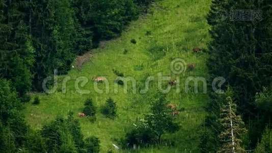 鹿在山坡上吃草视频
