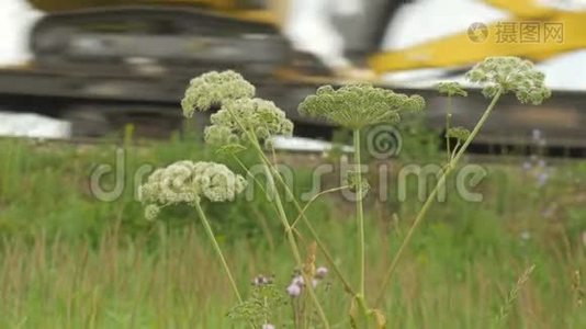 野花，特写。 在这种背景下，火车没有集中注意力视频