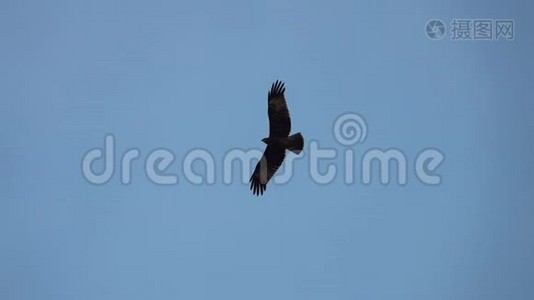 黑色风筝米弗思迁徙飞在晴空万里视频