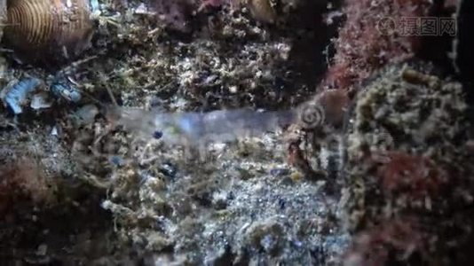 波罗的海对虾眼睛帕莱蒙刺目夜射视频