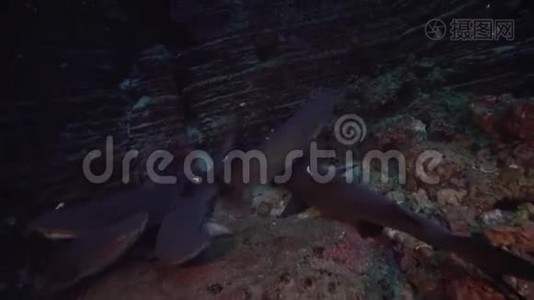 瑞吉盖多群岛圣贝代迪托岛附近的埃尔锅炉岩石中的白尖礁鲨视频