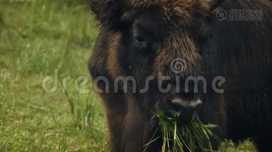 特写欧洲野牛吃草视频