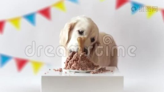家里的宠物生活。 有趣的视频从狗的生日-美丽的金毛猎犬吃肉蛋糕视频