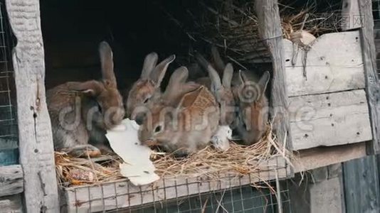 许多小兔子一起在农场的笼子里吃一片卷心菜视频