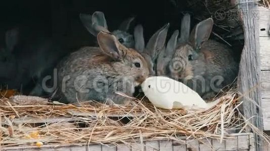 许多小兔子一起在农场的笼子里吃一片卷心菜视频
