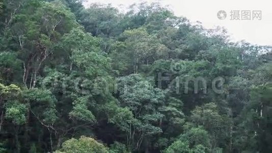 空中无人机在热带国家的森林上空射击。视频