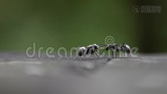 两只黑蚂蚁在台湾森林的野外作战的慢动作视频