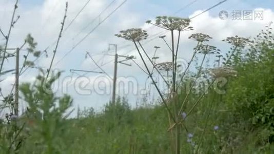 野花，特写。 在这种背景下，火车没有集中注意力视频