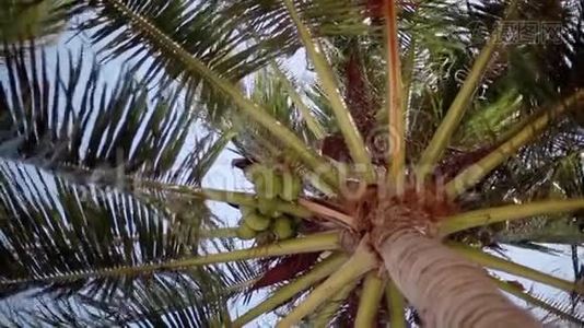 从下往上看一棵美丽的棕榈树，背景是蓝色阳光明媚的天空上有椰子。 更改重点视频