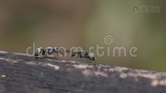 两只黑蚂蚁在台湾森林的野外作战的慢动作视频