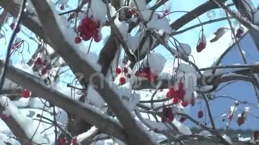 大自然冬灌木震雪视频