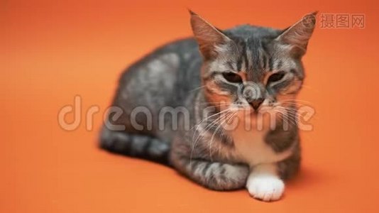 橙色背景上的灰猫。视频