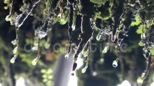 大自然苔藓植物上的雨水视频