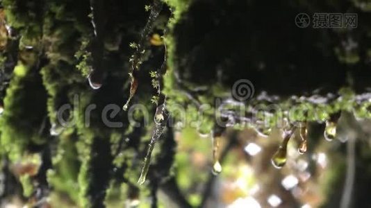 大自然苔藓植物上的雨水视频