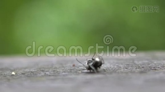 两只黑蚂蚁在台湾森林的野外作战的慢动作视频