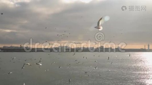 一群海鸥飞过大海视频