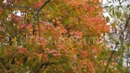 秋天：绿、黄、红树叶视频