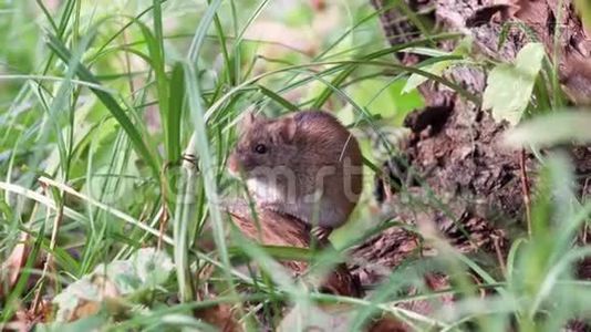 小可爱蓬松的灰色收获老鼠坐在草地上的老树根在田间。 夏季视频
