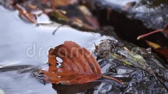 水中的棕色叶子。 小溪视频