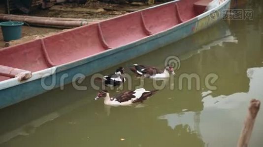 三只鸭子在旧船附近的小圈子里游泳视频