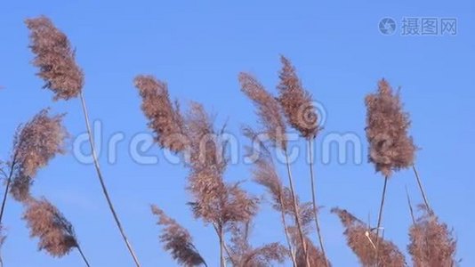 毛茸茸的草在风中摇曳。视频