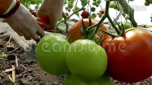 采摘有机生产的西红柿视频
