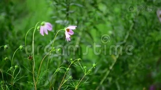 两朵浸在雨中的粉红色雏菊视频