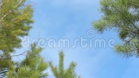 蓝天和松树，美丽的自然背景视频