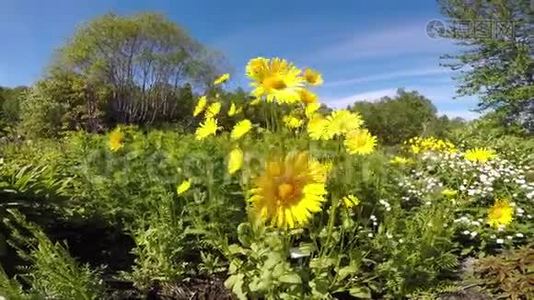 美丽的黄色夏花在微风中摇曳视频