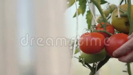 收获西红柿。 一个在温室里收获有机番茄的农民视频