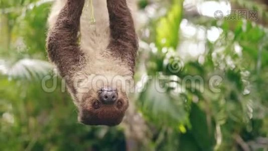 泰国国家公园动物园的人用玉米喂树懒视频