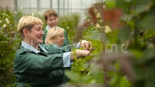 微笑的园丁在玫瑰园里呵护鲜花视频