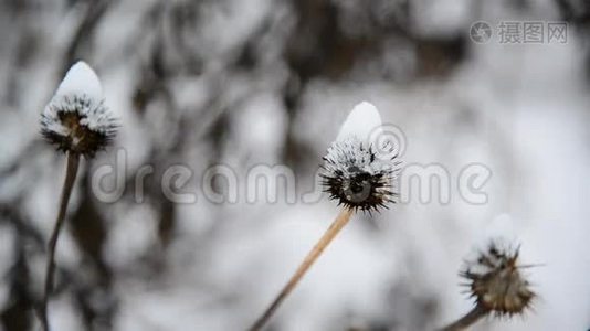 杂草丛生，积雪覆盖视频