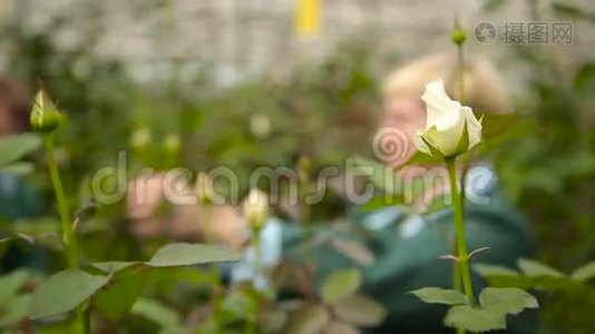 在白玫瑰背景下的温室里照料鲜花的女人视频
