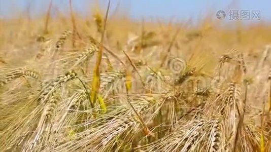 黄穗特写在田野里，荡着风.. 小麦的收获视频
