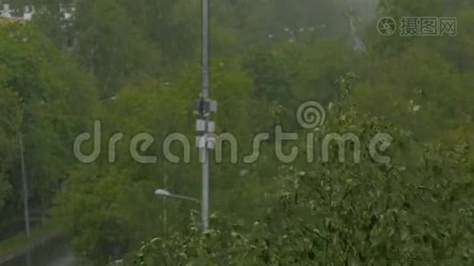 大滴雨落在树上。 大风。视频