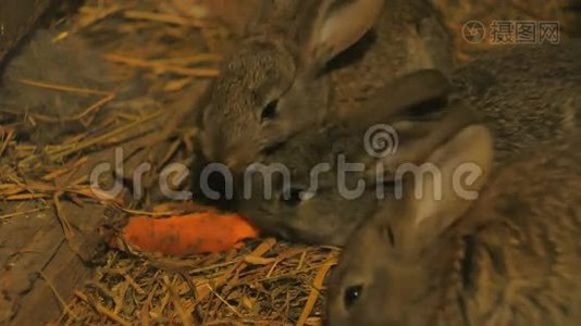 在谷仓里吃胡萝卜的灰兔视频